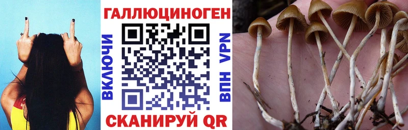 закладка  Нижние Серги  Псилоцибиновые грибы Cubensis 